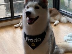 -Husky Go! 哈士奇体验馆·宠物咖啡厅狗咖