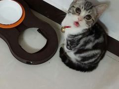 我好饿。。我的饭碗呢。。-Bastet sally猫舍购宠(静安店)