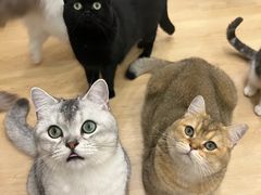 -有喵·猫咖·狗咖·40+猫狗有小奶狗(岗厦店)