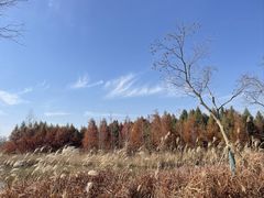 -泗洪洪泽湖湿地景区