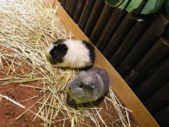 -藦茜花园宠物主题亲子互动体验馆(国顺东路店)