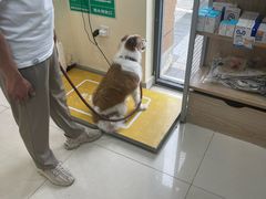 -艾贝尔宠物医院 ·内科全科(梁溪路店)