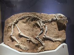 -国家自然博物馆