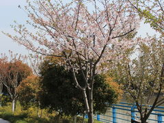 -高东镇樱花园