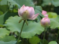 -荷塘月色湿地公园·向阳花洲