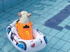 -趣玩宠物乐园寄养训犬训狗游泳池