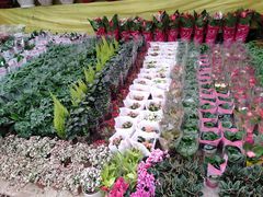 -秦美花卉(天朗·莱茵小城2期店)