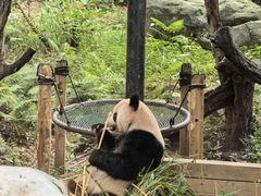 -广州长隆野生动物世界