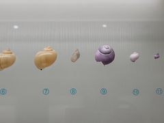 -青岛贝壳博物馆