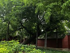 -洛阳白马寺