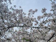 -苏州上方山国家森林公园