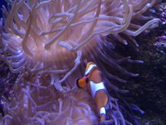 -悉尼海洋生物水族馆