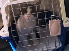 -瑞派福兴宠物医院犬猫全科·骨科·中西医结合(河东店)