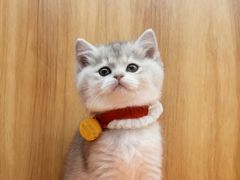 -欣宠猫屋·矮脚拿破仑·蓝金金渐层