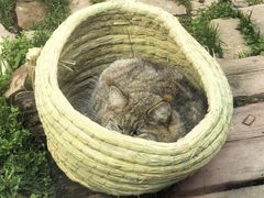 -青藏高原野生动物园