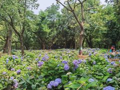 -上海共青森林公园