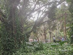 -海南热带野生动植物园