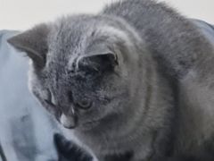 -宠颐生汉谟拉比宠物医院