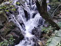 -莫里热带雨林景区