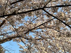 -高东镇樱花园