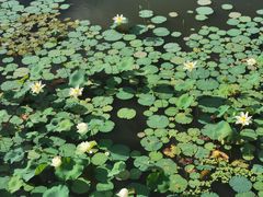 -五缘湾湿地公园