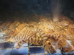 基围虾-官也街澳门火锅(新源里店)