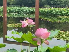 -陈家山荷花公园