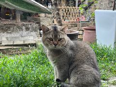 -小洲村