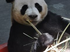 -栾川竹海野生动物园