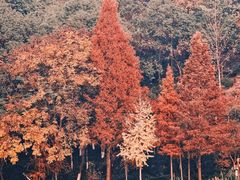 -重庆彩云湖湿地公园