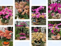 -中国科学院华南植物园