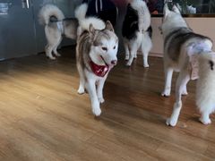 -Husky Go! 哈士奇体验馆·宠物咖啡厅狗咖