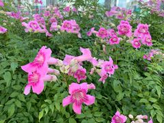 -荔枝公园-小平画像广场