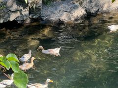 -石台牯牛降景区