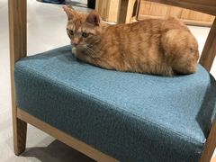 -藏猫猫咖啡主题馆(中央大道店)