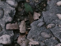 -上海佘山国家森林公园天马山园