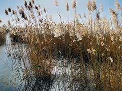 -野鸭湖国家湿地公园