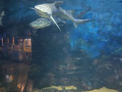 -烟台海昌鲸鲨海洋公园