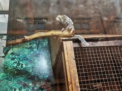 -上海大自然野生昆虫馆(东方明珠·爬宠昆虫探索中心)