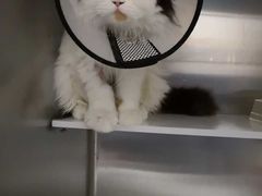 -芭比堂动物医院·犬猫全科·异宠专科(雁塔分院)