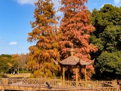 -上海滨江森林公园