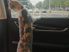 -纳吉亚猫专科动物医院博雅分院