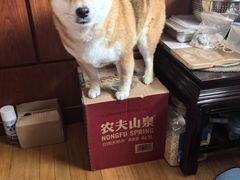 -申普宠物医院·眼科·心内科·影像科(普陀分院)