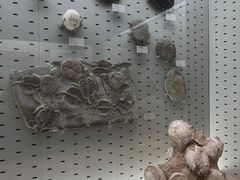 -浙江自然博物院(杭州馆)