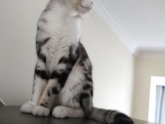 -爱侣宠医·鹦鹉专科·小型哺乳类·异宠专科(灵石路店)