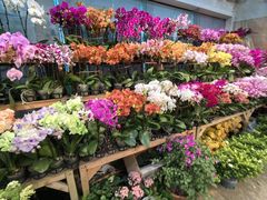 -双季花艺园艺市场(浦东店)