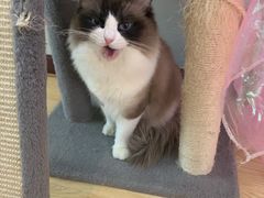 -酷豆宠物咖啡·宠物美食·撸猫馆