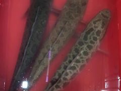 -老北京涮羊肉·龙虾.烧烤(江镇店)