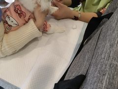 -艾吉宠物医院·疑难杂症转诊中心·猫友好(碧江路院)