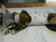 -西安京西宠物医院·瘫痪·疑难杂症